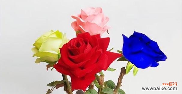 解析不同颜色玫瑰的寓意与象征 玫瑰花的颜色象征意义