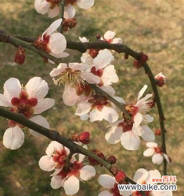 一朵清雅的花 梅花的含义及寓意