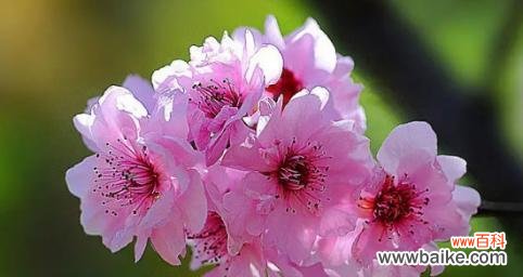 梅花与冬季奇迹的对话 梅花的象征意义——坚韧不拔的生命力