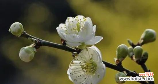 梅花与冬季奇迹的对话 梅花的象征意义——坚韧不拔的生命力