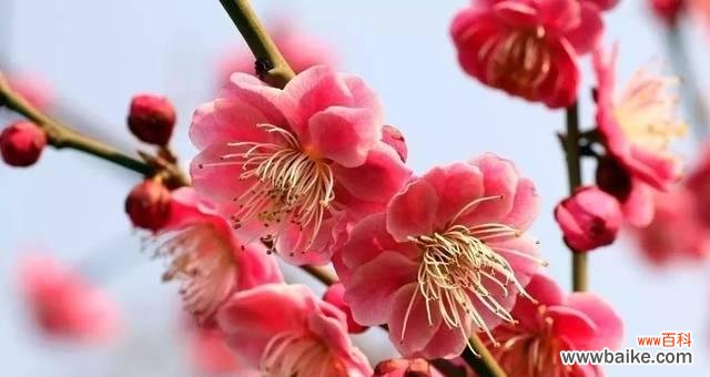 深冬中的坚韧与希望 梅花的寓意与花语