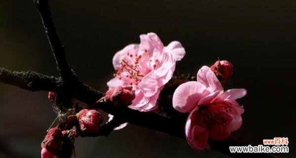 深冬中的坚韧与希望 梅花的寓意与花语