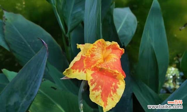 揭示美人蕉花语的深刻寓意——传承千年的文化符号 美人蕉花语的意义与传承