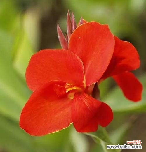 揭示美人蕉花语的深刻寓意——传承千年的文化符号 美人蕉花语的意义与传承