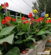 探索美人蕉的神秘魅力与传承 美人蕉的花语与传说