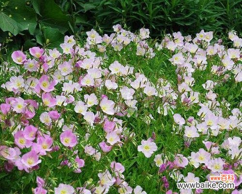 探寻月见草花语的奥秘与应用 美丽月见草花语与生活的智慧