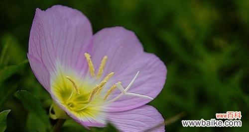 探寻月见草花语的奥秘与应用 美丽月见草花语与生活的智慧