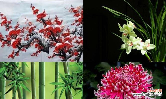 传统文化中的四君子意象及其象征意义 梅兰竹菊