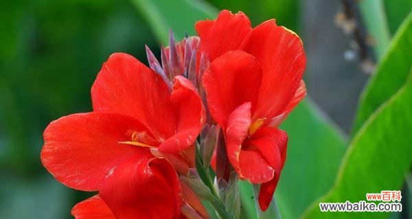 一瞥香气四溢的美人蕉 美人蕉花语寓意