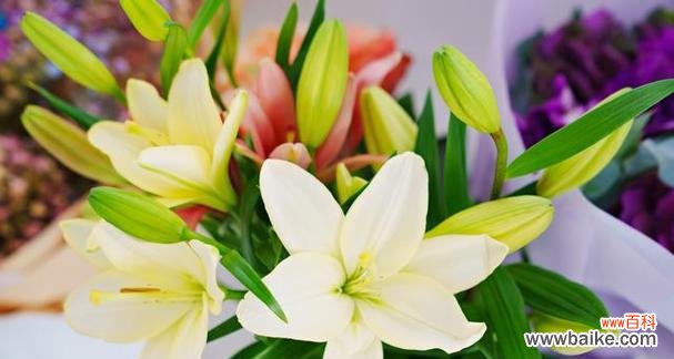 传达真挚情感的花语 送女人百合花的含义及心理暗示