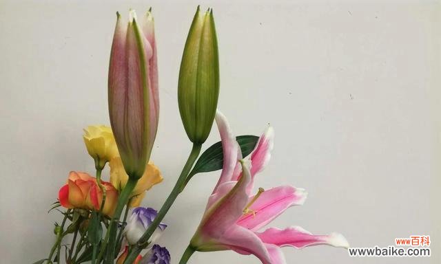 传达真挚情感的花语 送女人百合花的含义及心理暗示