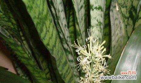 探寻金边虎皮兰花开的奥秘与美丽 金边虎皮兰开花的寓意与象征意义