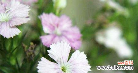 纯洁而无奈的告别之情 离别的爱情