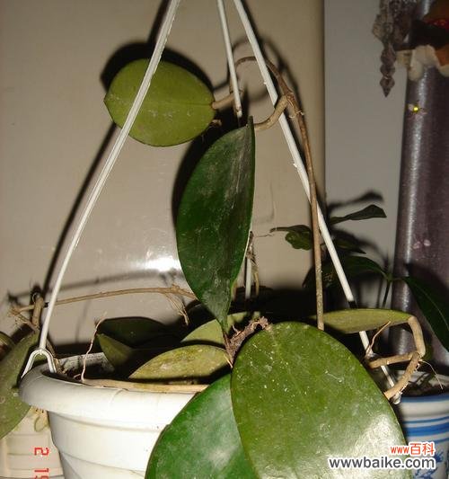 探索以球兰的花语 以球兰的花语