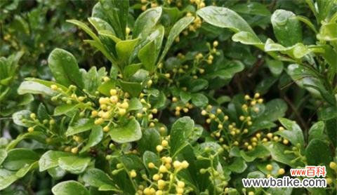 探寻米兰花的花语及其背后的神秘传说 米兰花之美与传说