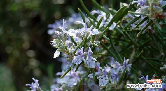 迷迭香 迷迭香花语