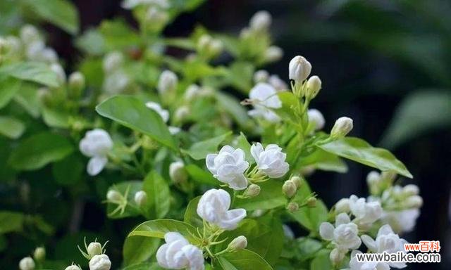 解读茉莉花的象征和寓意 茉莉花的花语与意义