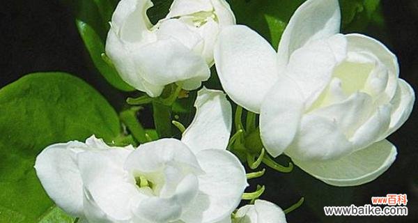 茉莉花的象征意义及其文化背景 茉莉花的花语与寓意