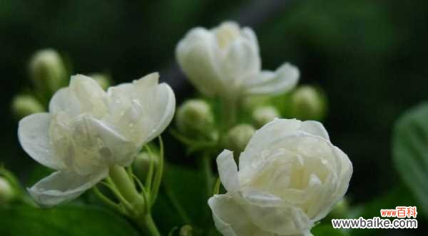 茉莉花的象征意义及其文化背景 茉莉花的花语与寓意