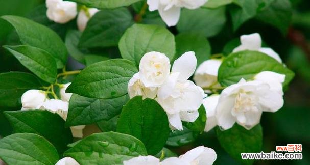 茉莉花的花语以及其文化背景 茉莉花