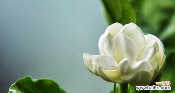 香气四溢的茉莉花 茉莉花的花语及其寓意