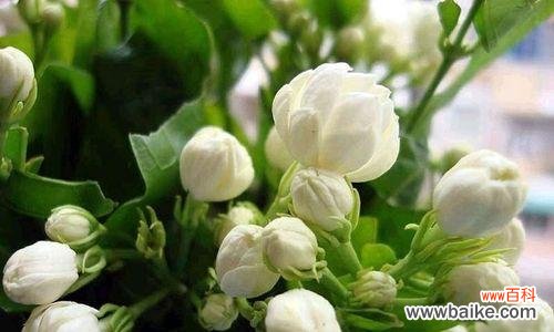 香气四溢的茉莉花 茉莉花的花语及其寓意
