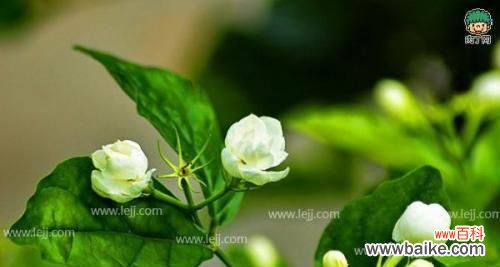 香气四溢的茉莉花 茉莉花的花语及其寓意