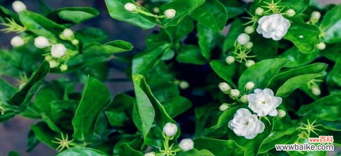 探寻茉莉花所代表的纯洁和美丽 以茉莉花语的意义与象征