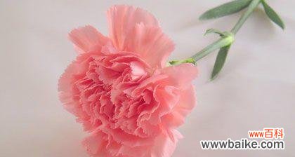 表达感恩之情 康乃馨花语解析