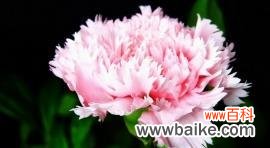 表达感恩之情 康乃馨花语解析