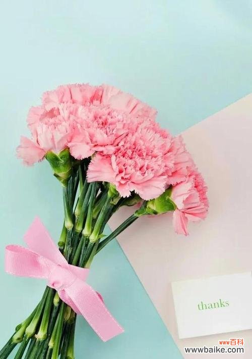 表达感恩之情 康乃馨花语解析