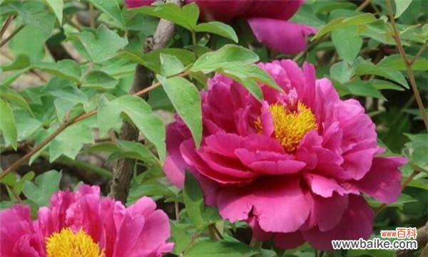 花开如锦·寓意芬芳·瑰丽迷人 牡丹花