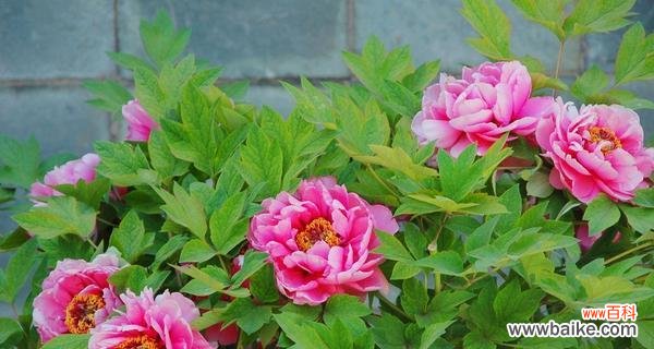 花开如锦·寓意芬芳·瑰丽迷人 牡丹花