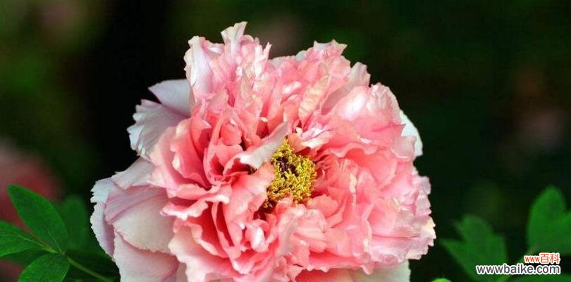 绽放华彩的牡丹 牡丹花的花语与寓意