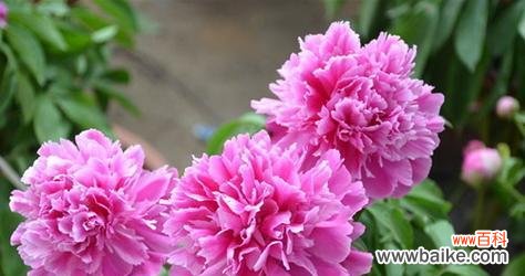 绽放华彩的牡丹 牡丹花的花语与寓意