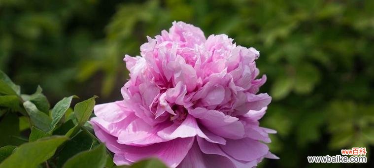 绽放华彩的牡丹 牡丹花的花语与寓意