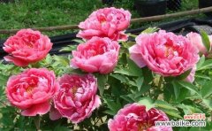 追寻繁华背后的花语之美 牡丹花