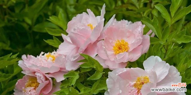 探寻牡丹花的花语与象征 牡丹花的花语及寓意