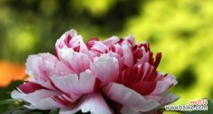 揭秘牡丹花语的深层内涵与文化意义 牡丹花语