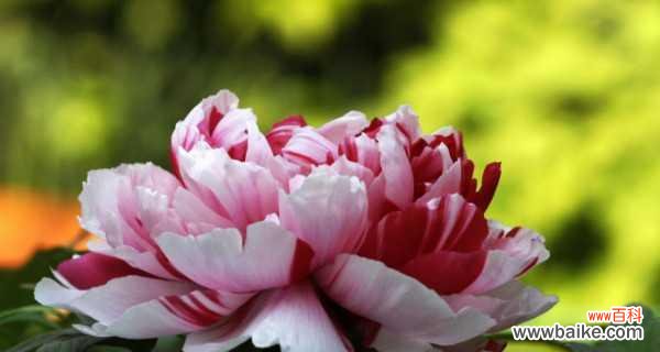 揭秘牡丹花语的深层内涵与文化意义 牡丹花语