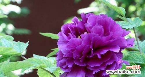 揭秘牡丹花语的深层内涵与文化意义 牡丹花语