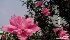 探索木槿花的神秘寓意 木槿花的花语和象征意义