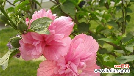 探寻木槿花的深刻含义 木槿花语与寓意