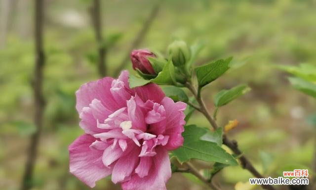 探寻木槿花的深刻含义 木槿花语与寓意