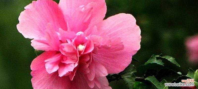 探寻木槿花的深刻含义 木槿花语与寓意