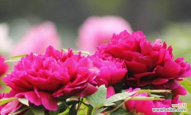 牡丹花语的深层寓意与文化内涵 牡丹花语寓意象征