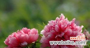 牡丹花语的深层寓意与文化内涵 牡丹花语寓意象征