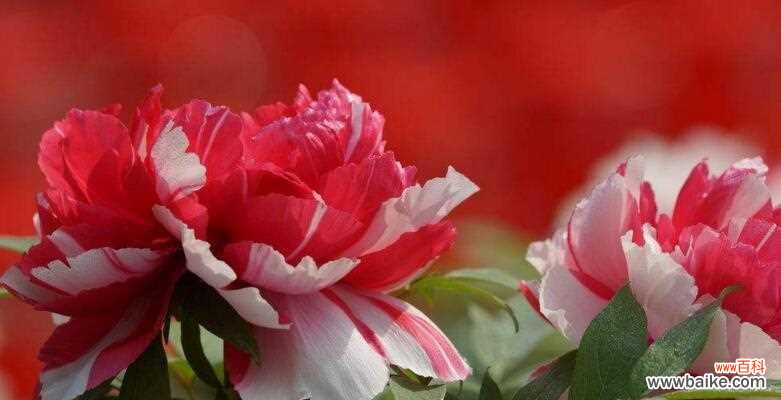 牡丹花语的深层寓意与文化内涵 牡丹花语寓意象征