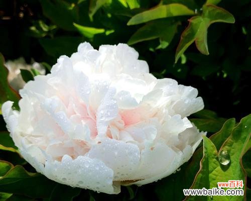 中国古代“国色天香”之花 牡丹花语象征与寓意