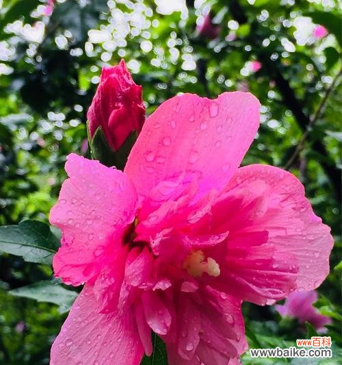 探索木槿花的深层内涵与寓意 木槿花花语及其象征意义